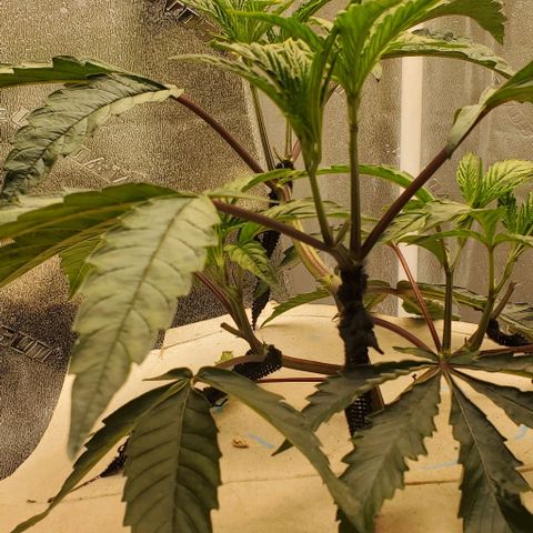 The diary of a bushy girl named Gush Mints growlog timeline photo