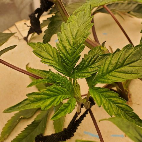 The diary of a bushy girl named Gush Mints growlog timeline photo