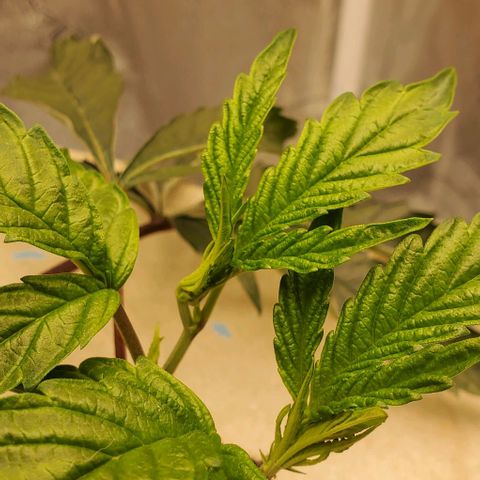 The diary of a bushy girl named Gush Mints growlog timeline photo