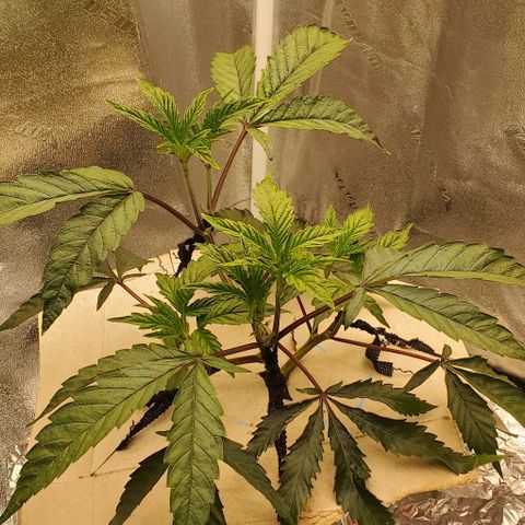 The diary of a bushy girl named Gush Mints growlog timeline photo