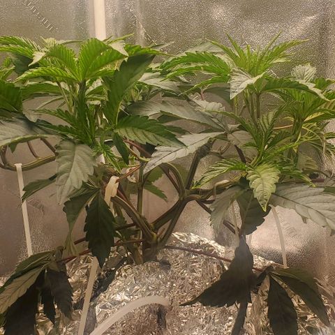 The diary of a bushy girl named Gush Mints growlog timeline photo
