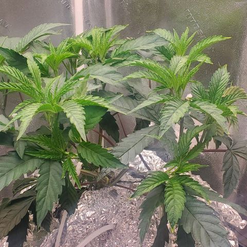 The diary of a bushy girl named Gush Mints growlog timeline photo