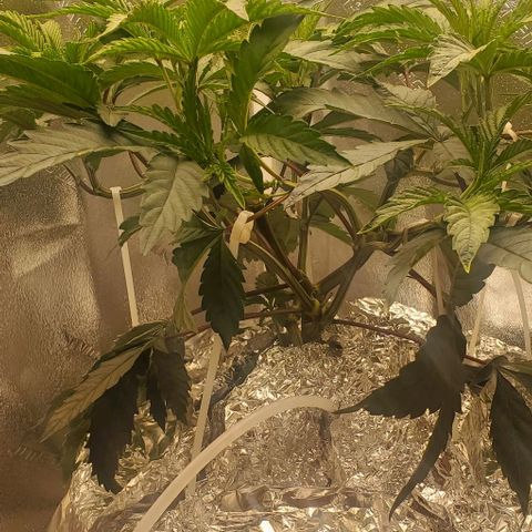 The diary of a bushy girl named Gush Mints growlog timeline photo