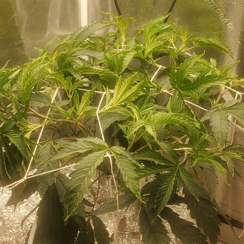 The diary of a bushy girl named Gush Mints growlog timeline photo