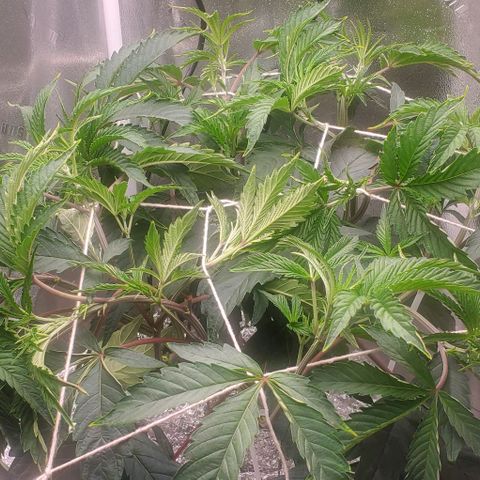 The diary of a bushy girl named Gush Mints growlog timeline photo