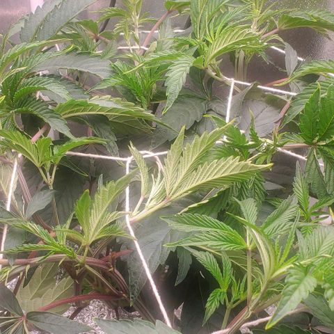 The diary of a bushy girl named Gush Mints growlog timeline photo