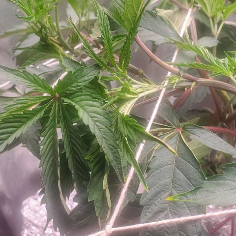 The diary of a bushy girl named Gush Mints growlog timeline photo