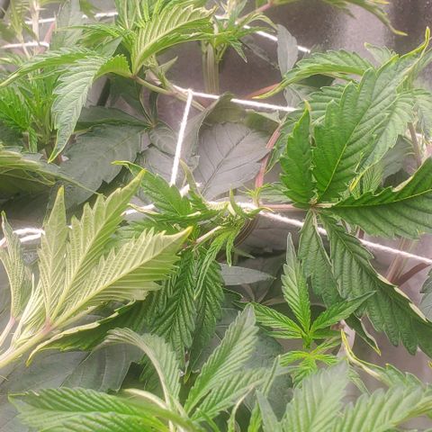The diary of a bushy girl named Gush Mints growlog timeline photo
