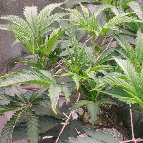 The diary of a bushy girl named Gush Mints growlog timeline photo