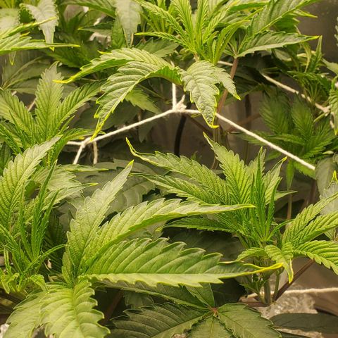 The diary of a bushy girl named Gush Mints growlog timeline photo