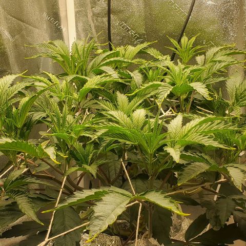 The diary of a bushy girl named Gush Mints growlog timeline photo