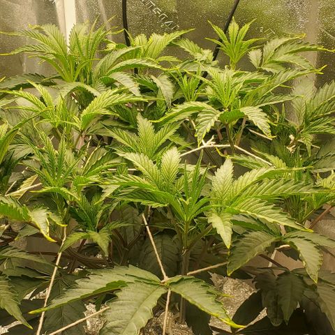 The diary of a bushy girl named Gush Mints growlog timeline photo