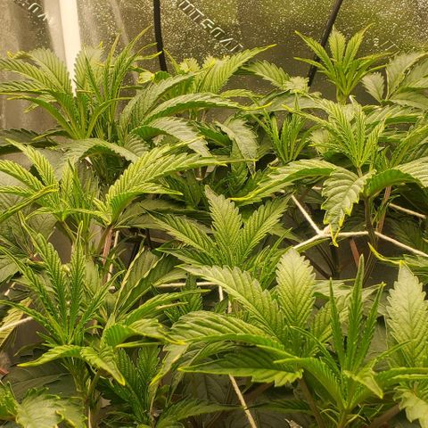 The diary of a bushy girl named Gush Mints growlog timeline photo