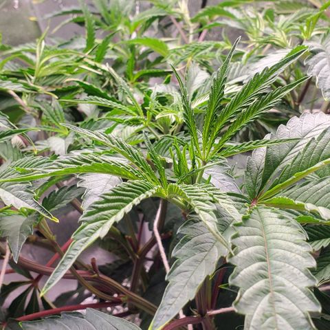The diary of a bushy girl named Gush Mints growlog timeline photo
