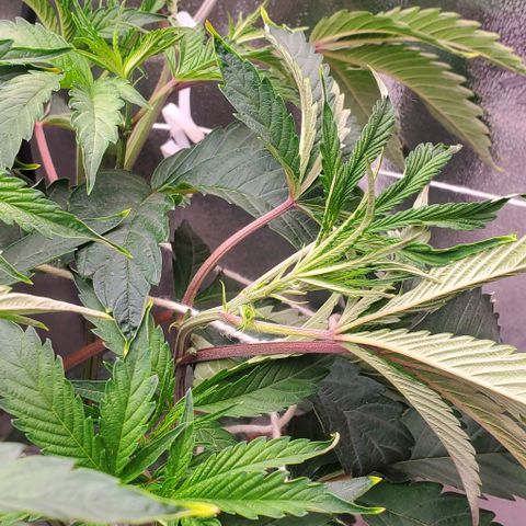 The diary of a bushy girl named Gush Mints growlog timeline photo