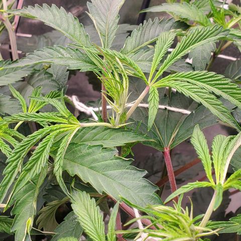 The diary of a bushy girl named Gush Mints growlog timeline photo