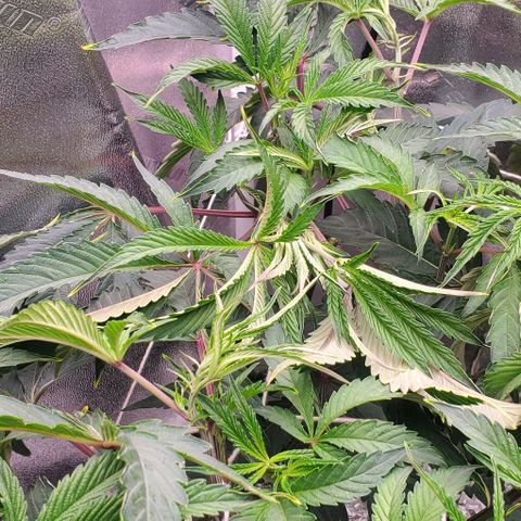 The diary of a bushy girl named Gush Mints growlog timeline photo
