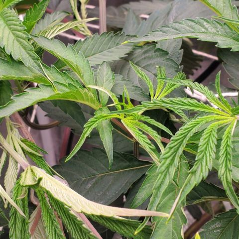 The diary of a bushy girl named Gush Mints growlog timeline photo