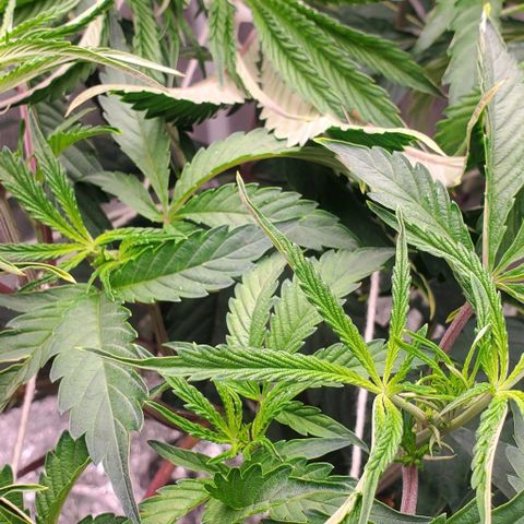 The diary of a bushy girl named Gush Mints growlog timeline photo