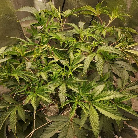 The diary of a bushy girl named Gush Mints growlog timeline photo