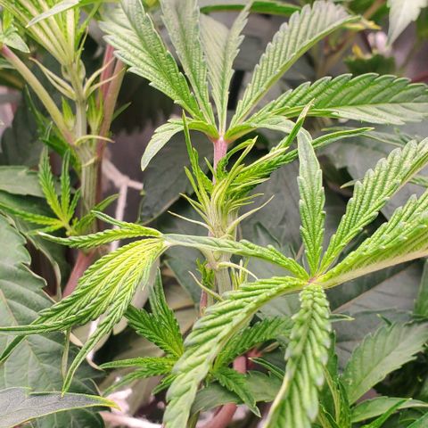 The diary of a bushy girl named Gush Mints growlog timeline photo