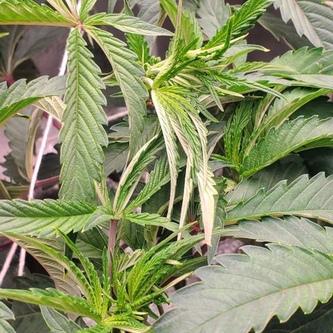 The diary of a bushy girl named Gush Mints growlog timeline photo