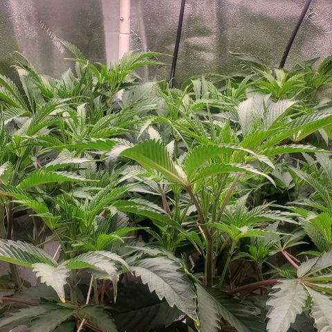 The diary of a bushy girl named Gush Mints growlog timeline photo