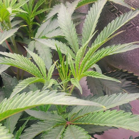 The diary of a bushy girl named Gush Mints growlog timeline photo