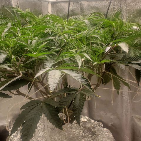The diary of a bushy girl named Gush Mints growlog timeline photo