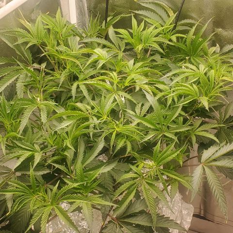 The diary of a bushy girl named Gush Mints growlog timeline photo