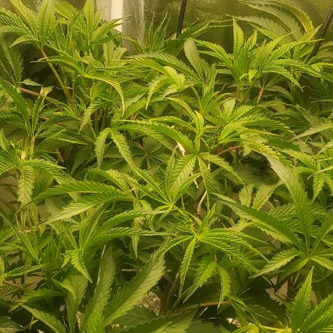 The diary of a bushy girl named Gush Mints growlog timeline photo