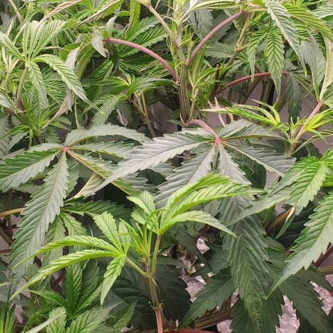 The diary of a bushy girl named Gush Mints growlog timeline photo