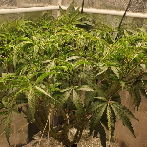 The diary of a bushy girl named Gush Mints growlog timeline photo