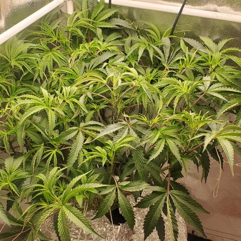 The diary of a bushy girl named Gush Mints growlog timeline photo