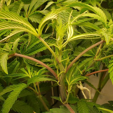 The diary of a bushy girl named Gush Mints growlog timeline photo