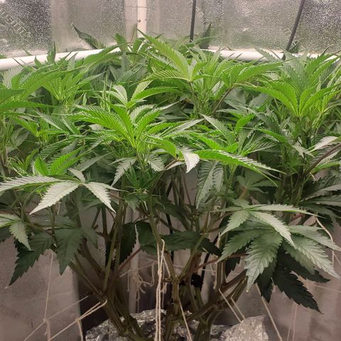 The diary of a bushy girl named Gush Mints growlog timeline photo