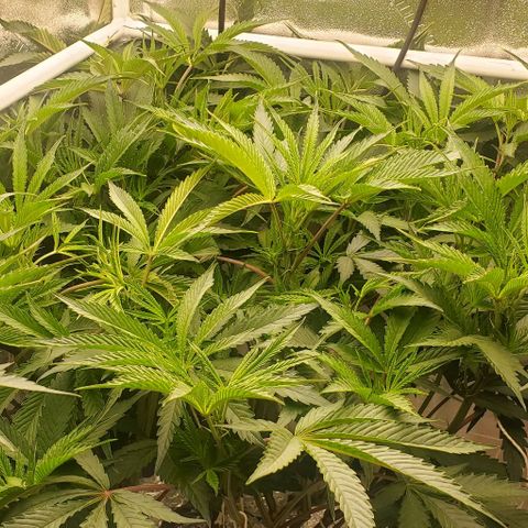 The diary of a bushy girl named Gush Mints growlog timeline photo