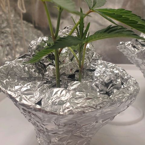 The diary of a bushy girl named Gush Mints growlog timeline photo