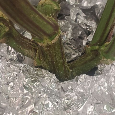 The diary of a bushy girl named Gush Mints growlog timeline photo
