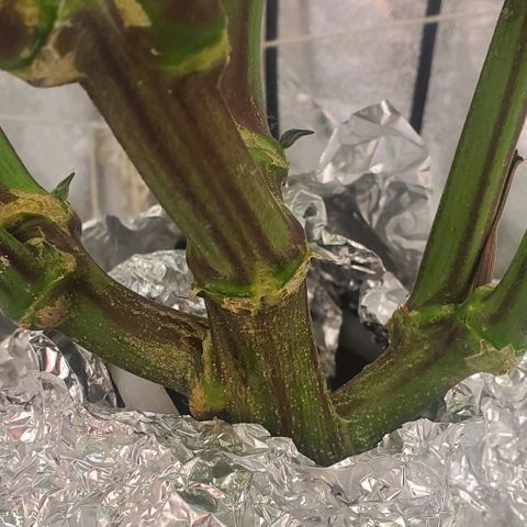 The diary of a bushy girl named Gush Mints growlog timeline photo