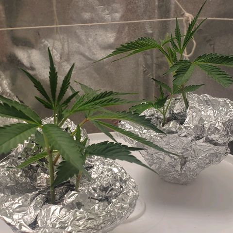 The diary of a bushy girl named Gush Mints growlog timeline photo