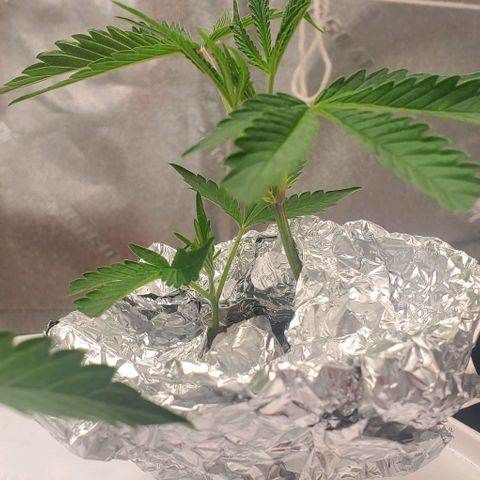 The diary of a bushy girl named Gush Mints growlog timeline photo