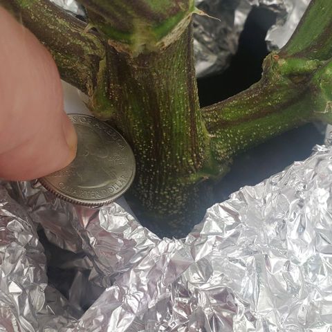 The diary of a bushy girl named Gush Mints growlog timeline photo