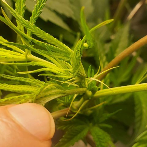 The diary of a bushy girl named Gush Mints growlog timeline photo