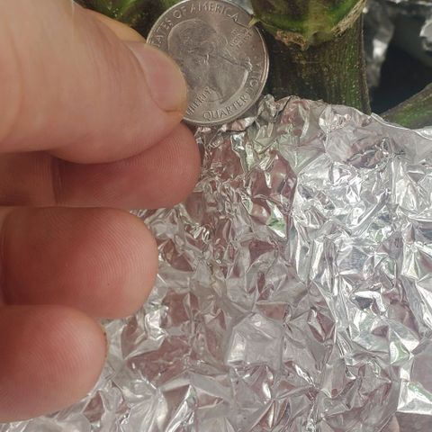 The diary of a bushy girl named Gush Mints growlog timeline photo