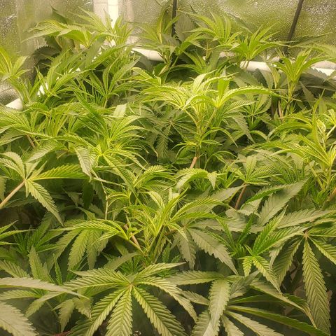 The diary of a bushy girl named Gush Mints growlog timeline photo