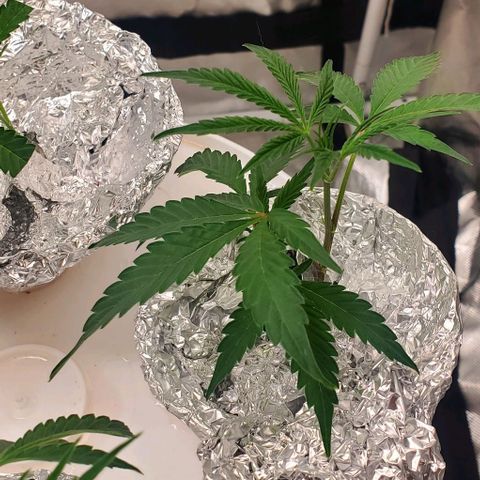 The diary of a bushy girl named Gush Mints growlog timeline photo