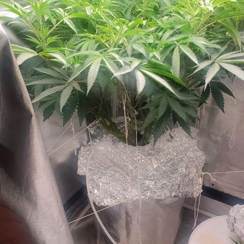 The diary of a bushy girl named Gush Mints growlog timeline photo