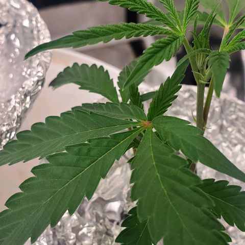 The diary of a bushy girl named Gush Mints growlog timeline photo