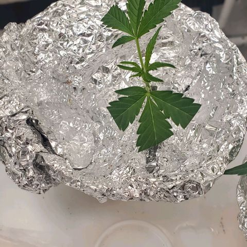The diary of a bushy girl named Gush Mints growlog timeline photo